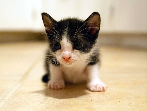 Tiny Tux Kitten Found Under Shed, Gets Full Belly - Love Meow