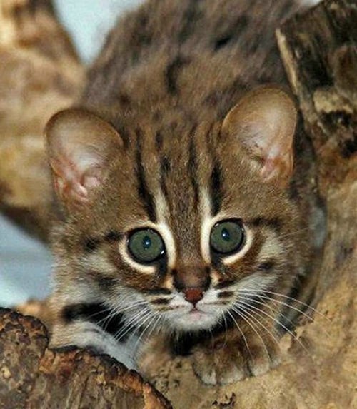 World's Smallest Wild Cats, RustySpotted Cats, Make Appearance in