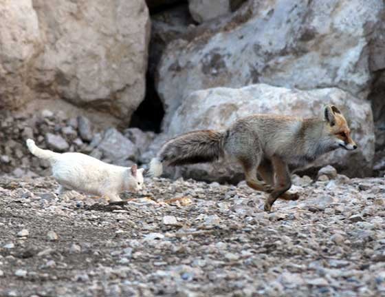 Cat And Fox Unlikely Friendship Love Meow