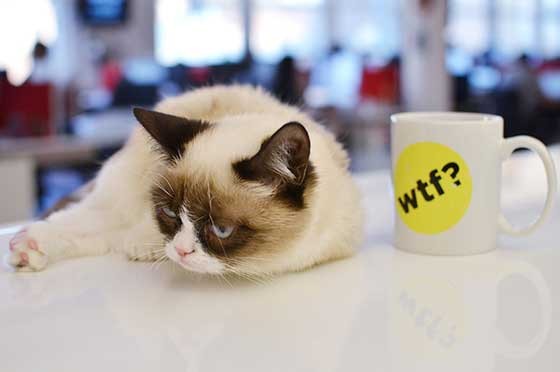 Grumpy Cat Has A Grumpy Monday At Buzzfeed Office Love Meow