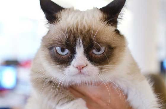 Grumpy Cat Has a Grumpy Monday at Buzzfeed Office - Love Meow