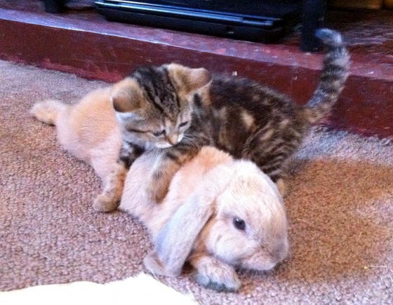Blind Kitten and Rabbit Find Each Other & Best Friends Love Meow