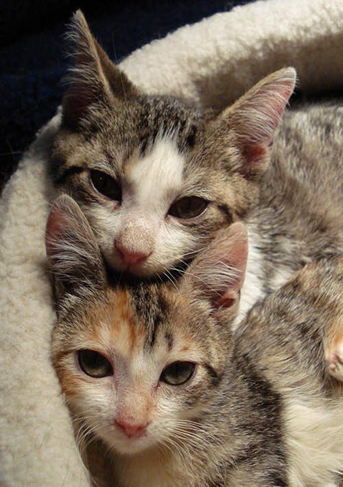 Three Kitties with Cerebellar Hypoplasia Wobble into Forever Homes ...