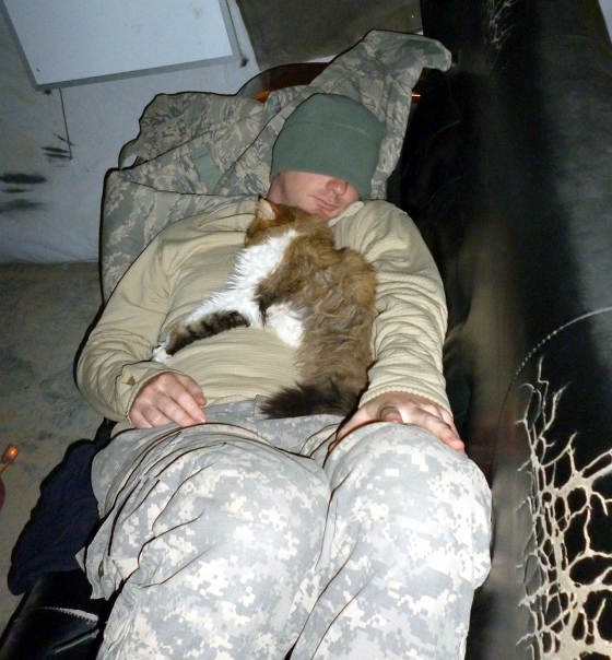 Story Behind the Photo of Kitty Adopted by Soldiers in Kuwait - Love Meow