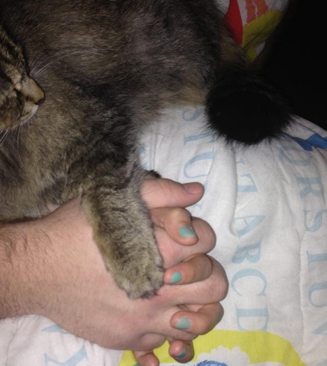 Overly Attached One Eyed Cat Love Meow