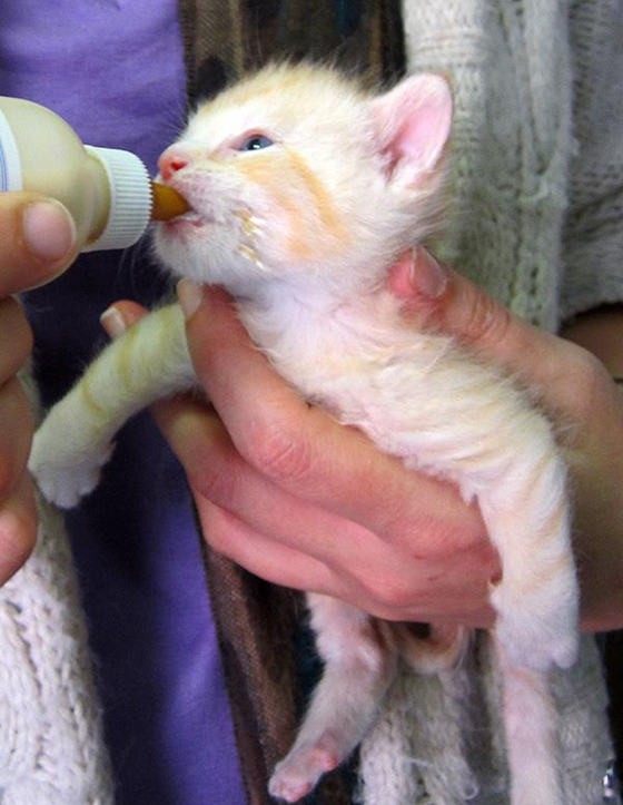 3 Special Orphan Kittens Born Missing Bones in Forearms, But It Doesn't ...