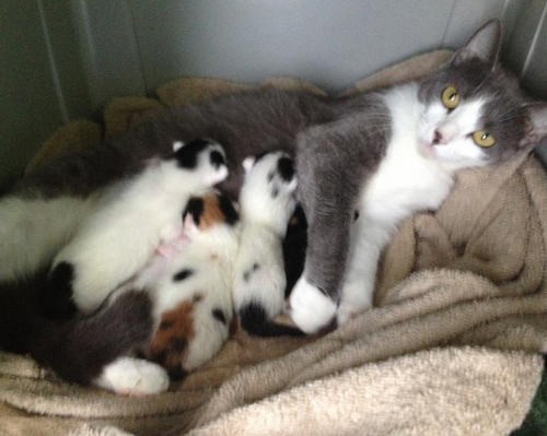 Loving Mom Cat Adopts Puppy - Love Meow