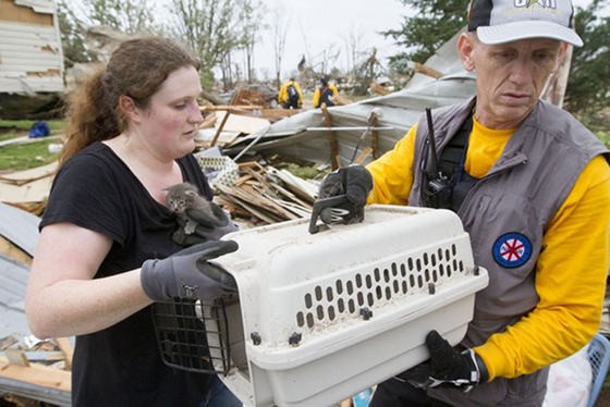 Kitten Rescued From Under Rubble After Huge Tornado Love Meow