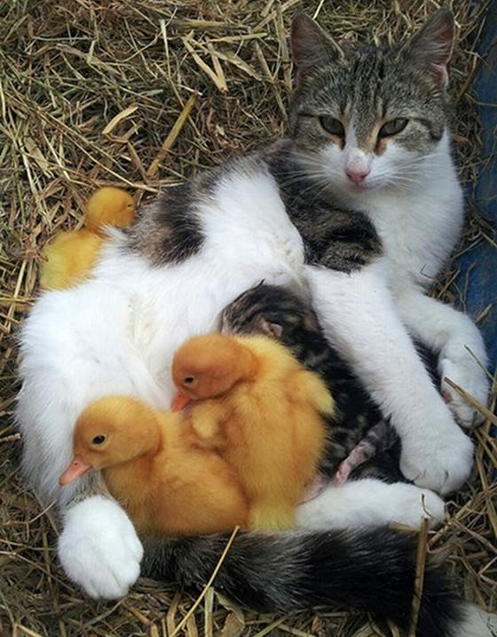 Cat Adopts Orphaned Ducklings With Her Litter Of Kittens Love Meow