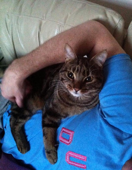 Cat With Limited Eyesight And Aggression Finds Love Love Meow