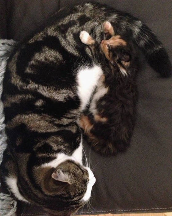 They Worried Their Older Cat Wouldn't Accept The New Kitten... Love Meow