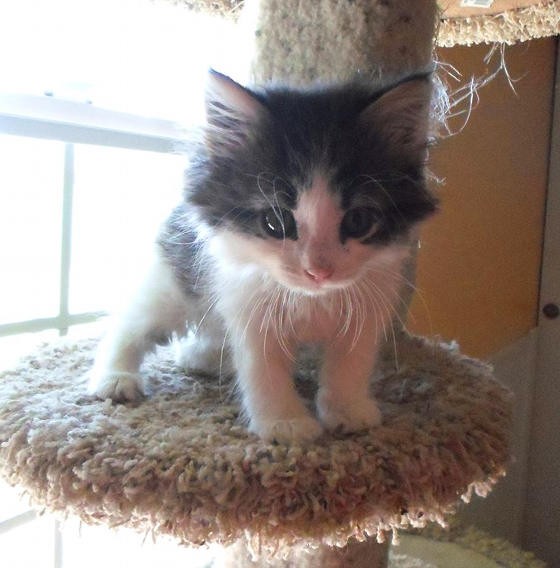 Amazing Resilience Of Kitten With Injured Leg Love Meow