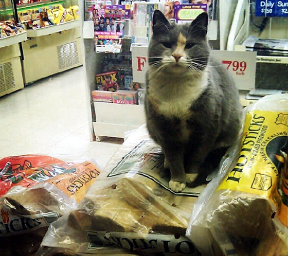 Stray Cat Finds Gas Station As Home Love Meow