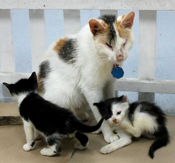 Blind Cat Mother Raises Her Kittens Love Meow