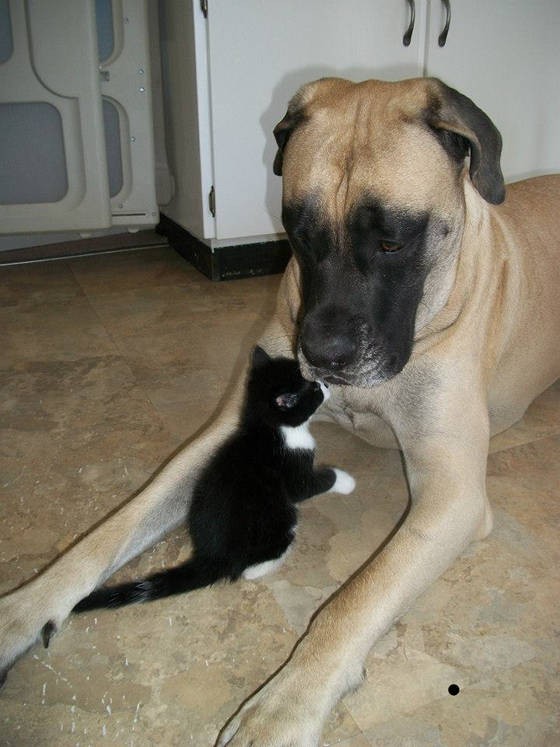 Dog Helps Raise Foster Kittens Love Meow