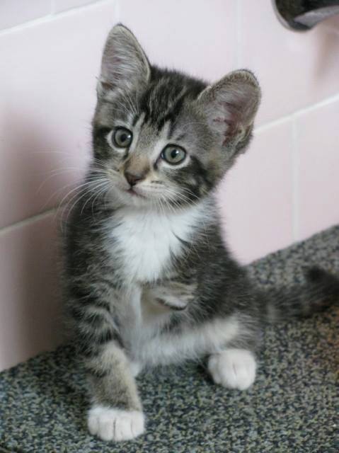 Tripod Kitten Born With Three Legs - Love Meow