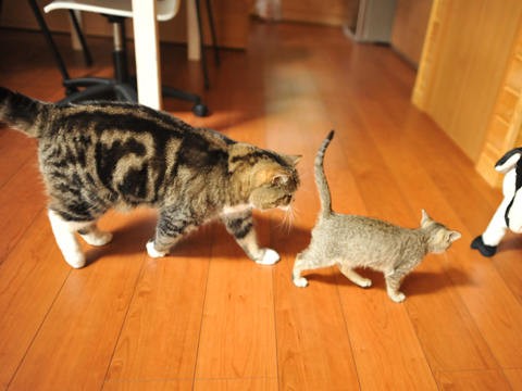 Maru Stalks His New Sister Cat - Love Meow