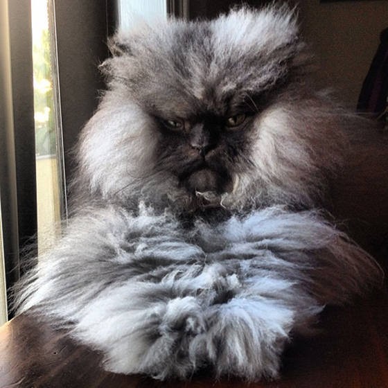 Colonel Meow Longest Fur On A Cat! Guinness World Records Love Meow