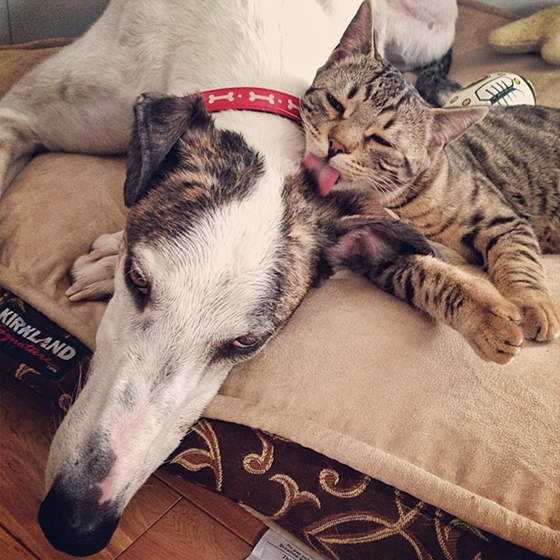 Unlikely Friendship Of Bengal Cat And Greyhound Love Meow