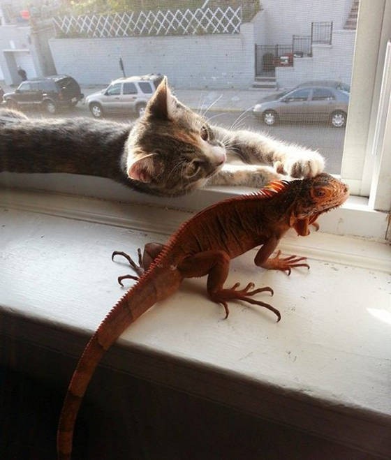 Kitten And Lizard: Unlikely Friendship - Love Meow