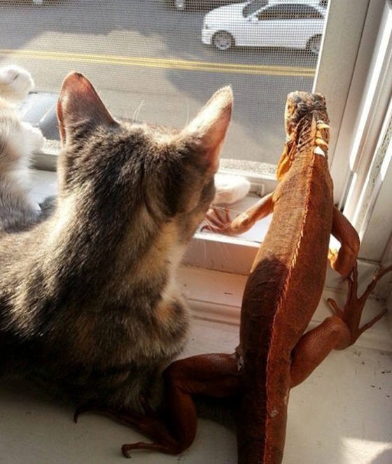 Kitten And Lizard: Unlikely Friendship - Love Meow