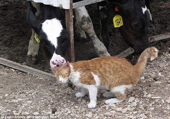 Stray Cat Visits Farm Cow Every Day For Love And Affection ...