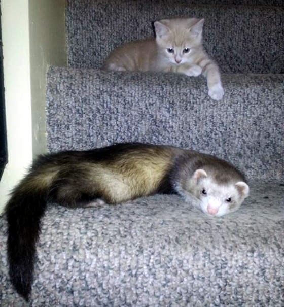 Kitty Grew Up With Ferrets Love Meow