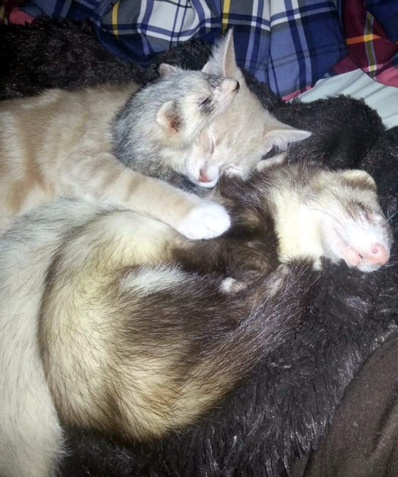 Kitty Grew Up With Ferrets - Love Meow