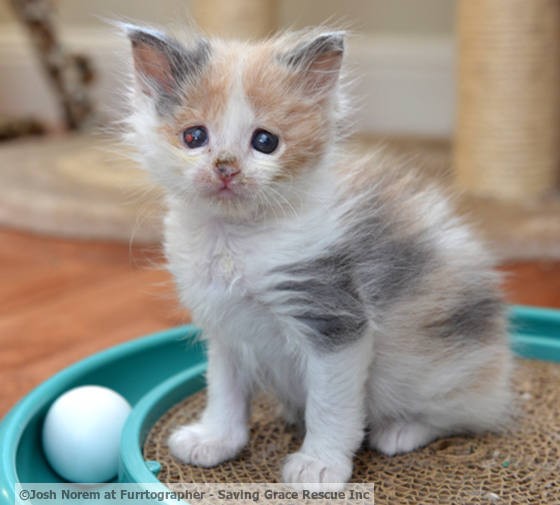 Blind Kitten Healing Thanks To Saving Grace Love Meow