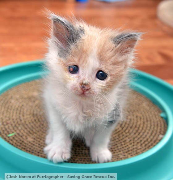 Blind Kitten Healing Thanks To Saving Grace Love Meow