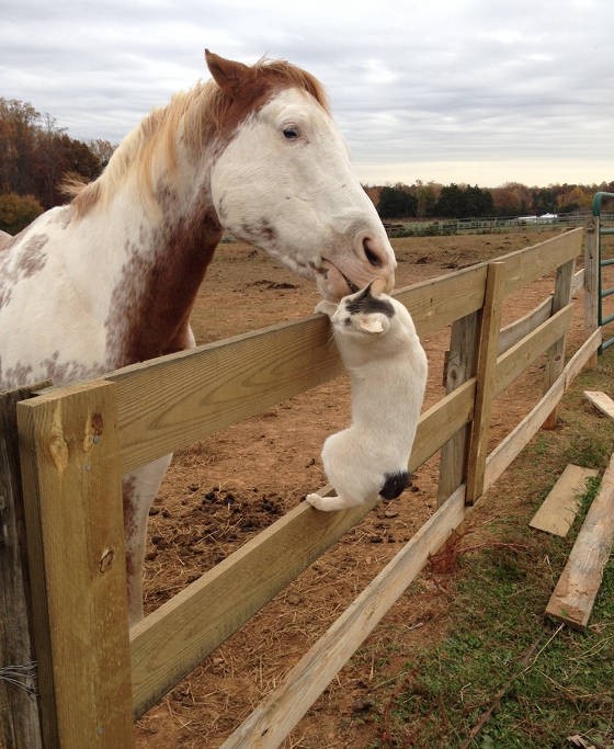 Barn Cat Visits Horse Love Meow