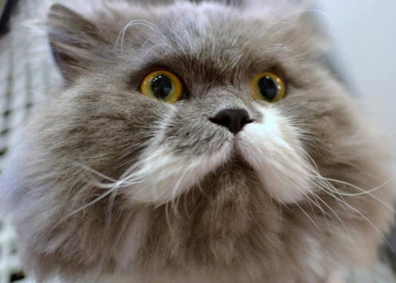 Owlbert The Mustache Cat Who Looks Like An Owl - Love Meow