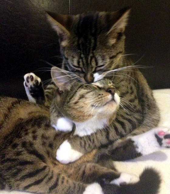 Veteran And His Two Beloved Cats - Love Meow