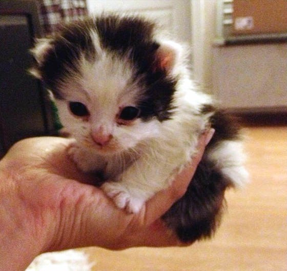 Oreo Came as a Frail Tiny Kitten, but He Stole Everyone's Heart. Now 2