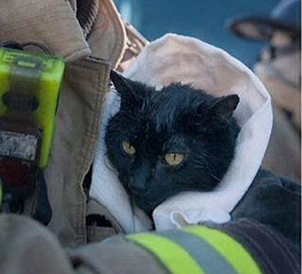 Firefighter Rescues Cat From House Fire - Love Meow