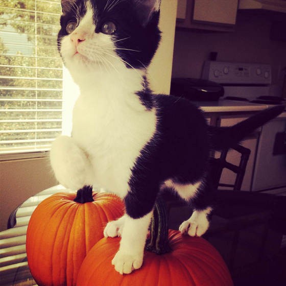 Hugo The Cat Love Meow