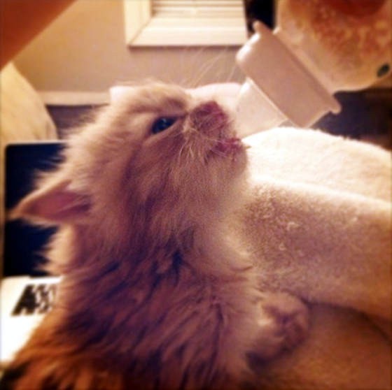 Ginger Cat Rescued From Freezing Cold, Now All Grown Up! Love Meow