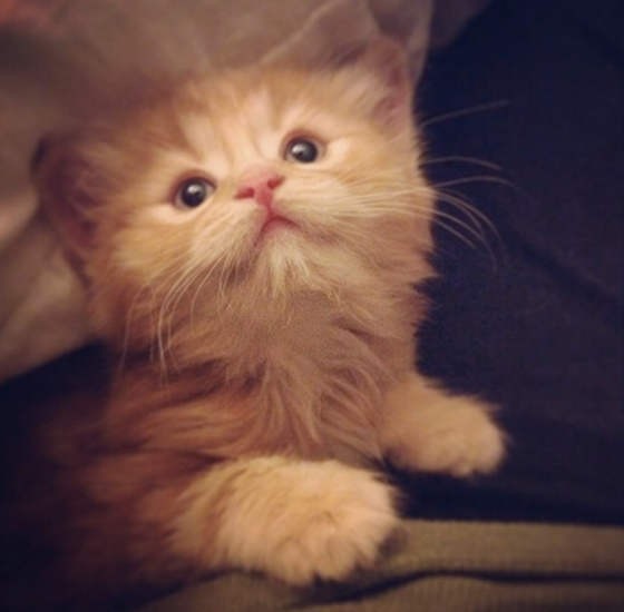 Ginger Cat Rescued From Freezing Cold, Now All Grown Up! Love Meow