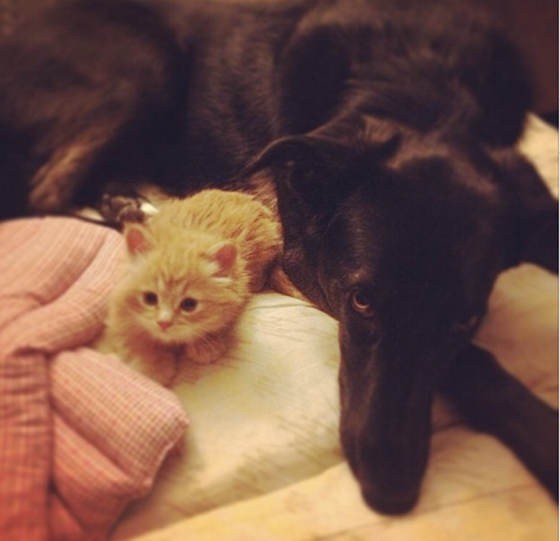 Ginger Cat Rescued From Freezing Cold, Now All Grown Up! Love Meow