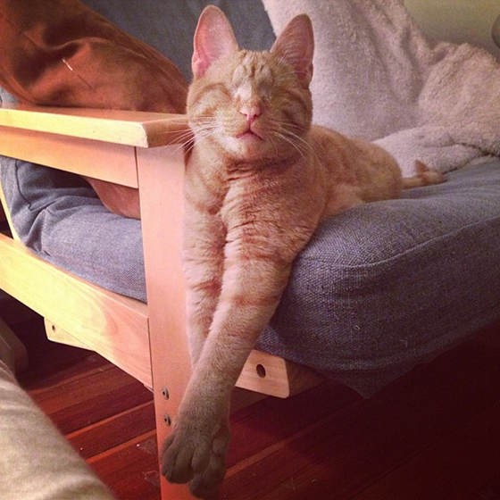 Dillon The Cat Born Blind, Lives A Normal Happy Life - Love Meow