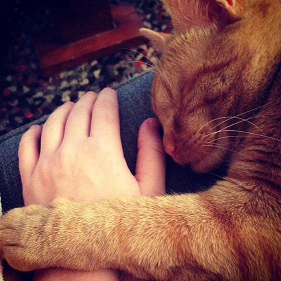 Dillon The Cat Born Blind, Lives A Normal Happy Life Love Meow