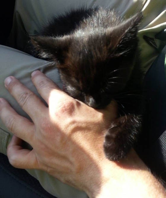 Abandoned Kitten Strays Into The Hearts Of Climbers Love Meow