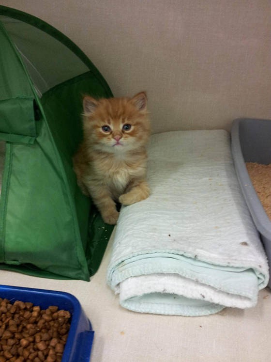 Shelter Kitty Chooses His Human Love Meow