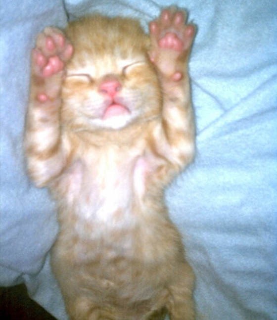 Oliver The Rescue Ginger Cat Then & Now Love Meow