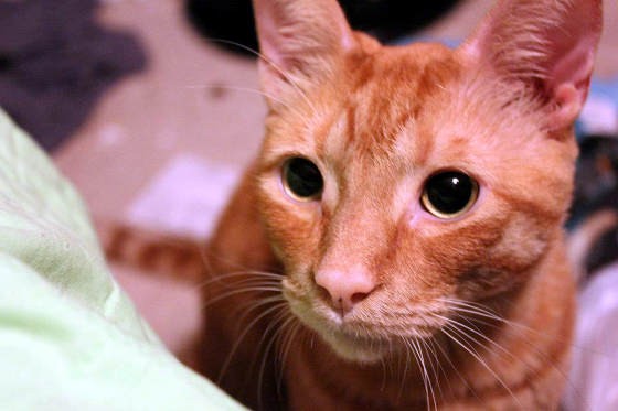 Oliver The Rescue Ginger Cat: Then & Now - Love Meow