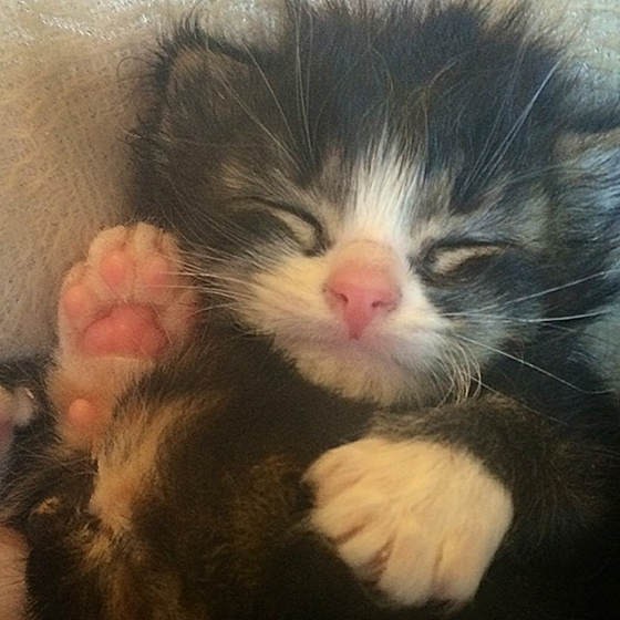 Felix The Cat Will Steal Your Heart Love Meow