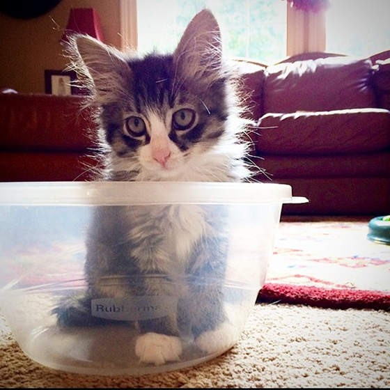 Felix The Cat Will Steal Your Heart Love Meow