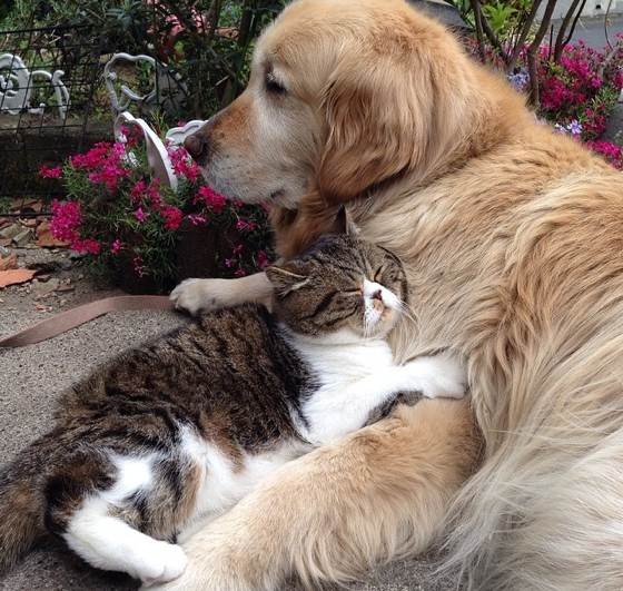 Cat And Her Golden Retriever Dog Share An Inseparable Bond Love Meow