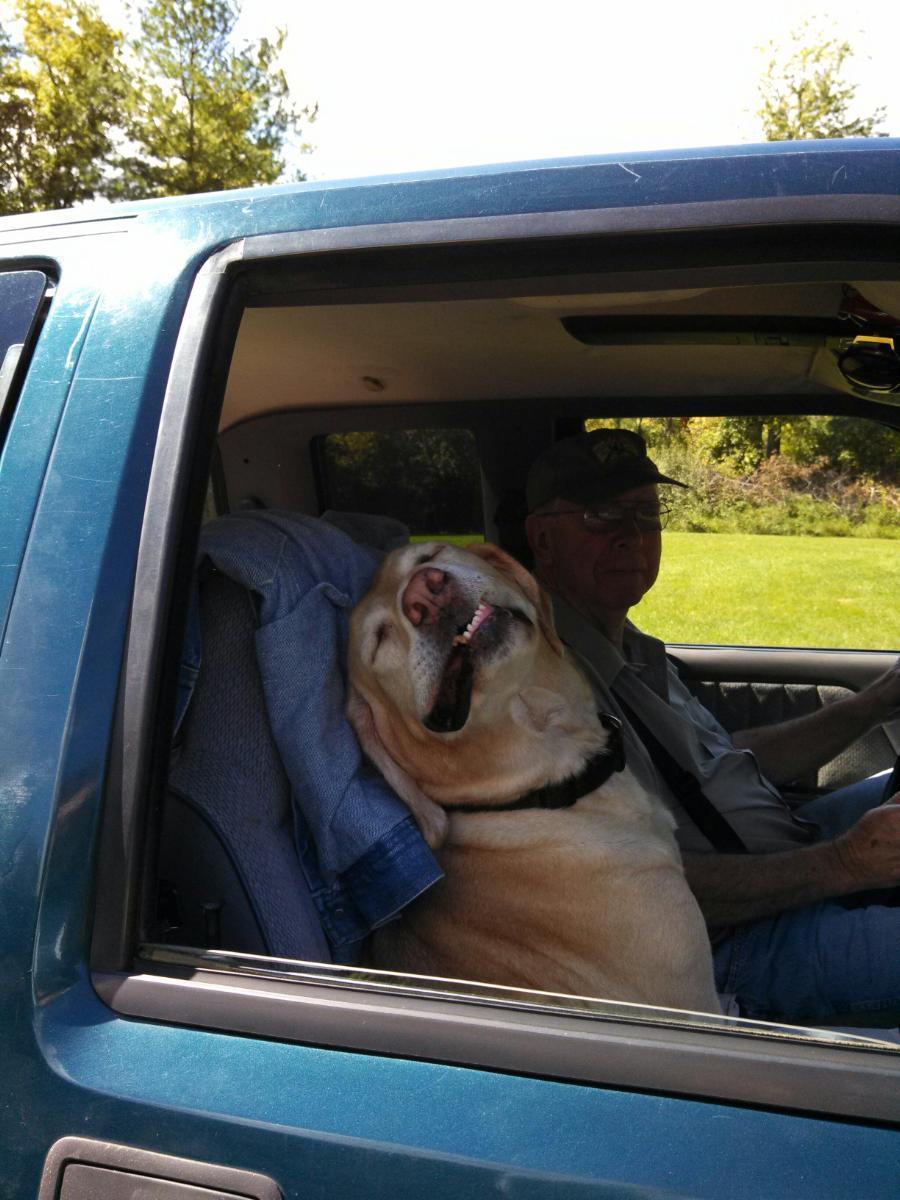 9 Dogs Who Really, Really Want To Go For A Car Ride