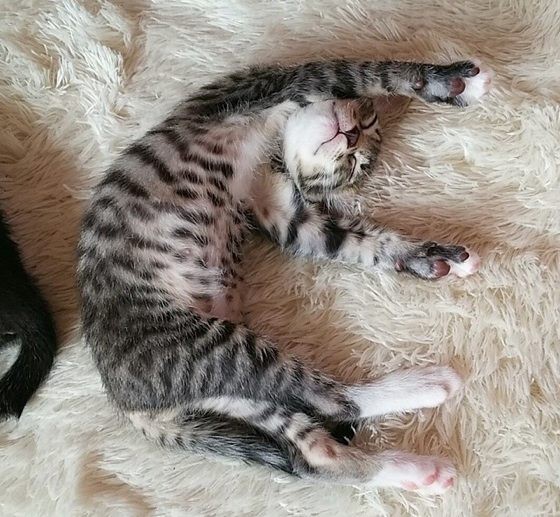 Rescue Tabby Kitten Finds Saving Grace - Love Meow